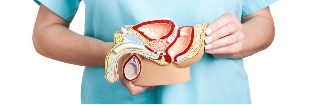 Anatomie und Funktion der Prostata