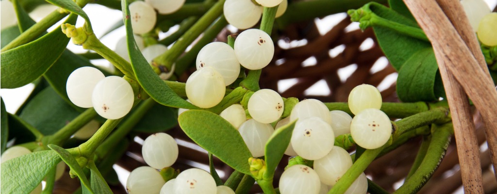 Misteltherapie bei Krebs