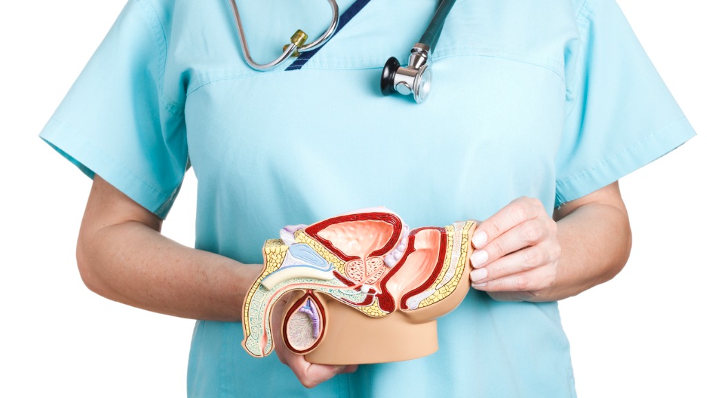 Anatomie und Funktion der Prostata