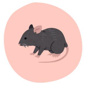 Icon Ratte