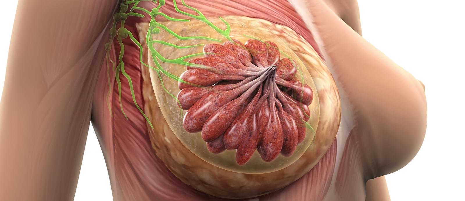 Anatomie und Funktion der Brust